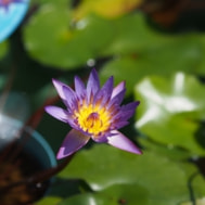 p7110020.jpg